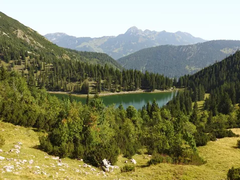 Soinsee
